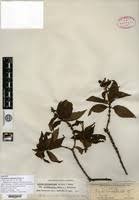 Image result for Pentas schimperi