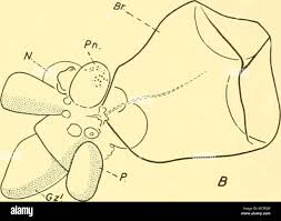 Rigidum hi-res stock photography and images - Page 2 - Alamy
