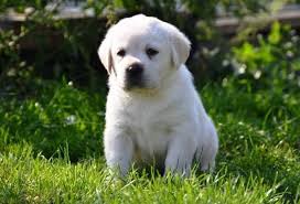 Donne Superbe Petit Chiot Type Labrador Retriever Non Lof Chiot Nee Le 14 03 2016 4 Chiots Dans La Portee Dont 2 Males Et 2 Femelles Le Chiot Chien Labrador