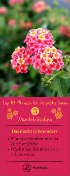 Die Top 10 Pflanzen Fur Die Pralle Sonne Platz 3 Wandelroschenegal Ob Fur Den Balkon Die Terrasse Oder Das Beet Hier Findet Ihr Zehn Pflanzen Die Sich Ers In 2020 Plants Backyard Decor Balcony