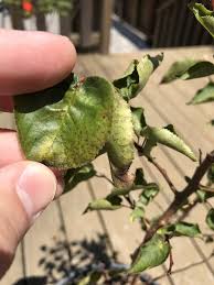 Armeniaca, but the fruits of the other species in prunus sect. Young Apricot Tree Leaves Curling And Dropping General Fruit Growing Growing Fruit