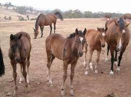 Life Of A Racehorse Horse Racing Kills
