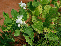 Image result for Crotalaria pallidicaulis