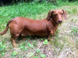 Get great deals on ebay! My Dachshund Is Very Tiny With A Short Little Nose She Weighed 12 Oz At 6 Weeks And 10 Lbs As An Adult This Seems Small For A Dachshund Could It Mean
