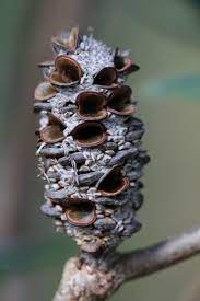 Olgainoue Seed Pods Seeds Australian Wildflowers