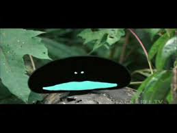 Bird Of Paradise Mating Dance Funny The Mating Dance What An Awesome Bird Https Www Youtube Com Watch V 7dx2cumtz 0 Birds Of Paradise Funny Birds Birds