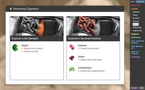 Absorption, amino acid, carbohydrate, chemical digestion, chyme, complex. Enzymes Stem Case Lesson Info Explorelearning