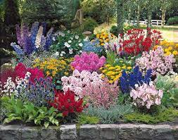 Comment créer un massif fleuri aux feuillages subtils même en plein soleil dans un sol sec. 50 Plantes Vivaces Assorties Large Massif De 6 M Collection Jardin