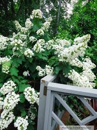 Atlanta Garden Design Southern Landscaping Southern Garden Garden Landscape Design