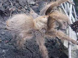 Aphonopelma hentzi (Missouri's only tarantula species) - Aphonopelma hentzi  - BugGuide.Net