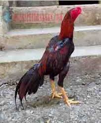 Pengecekan pada tulang ayam bisa dilakukan dari bagian dada, jika ayam bangkok mempunyai dada yang memanjang higga bagian perut hingga berdekatan dengan capit kloaka maka ayam tersebut mempunyai tulang dada yang bagus. Cara Ternak Ayam Bangkok Ayam Bangkok F1 Jenis Ayam Bangkok