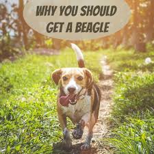 Browse our collection of grey bedroom furniture at great little trading co. 6 Reasons Why You Should Consider A Beagle Pethelpful