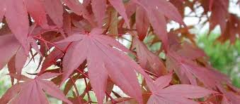 Buy japanese maples with delivery right to your door. Japanese Maple Acer Palmatum Atropurpureum
