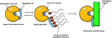 Image result for Lipase