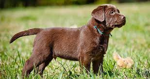 Maybe you would like to learn more about one of these? Miniature Labrador Small Size And Dwarfism In Labs