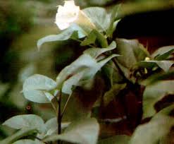 Manfaat daun bahagia, bunga bahagia, sri rezeki, beras wutah, beras tumpah, dumb cane, dieffenbachia untuk kesehatan juga sangat mempengaruhi tubuh. Khasiat Obat Dan Manfaat Dari Tanaman Kecubung Organisasi Asgar