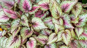 Image result for Begonia rostrata