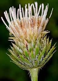 Image result for Sericorema remotiflora