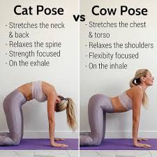Both the cat and cow poses stretch the lower spine, hips, back and core muscles. Cat Vs Cow Which Do You Prefer Cat Pose This Pose Targets The Back And Neck To Give A Yummy Rounded Cat Cow Yoga Pose Cow Pose Cow Pose Yoga