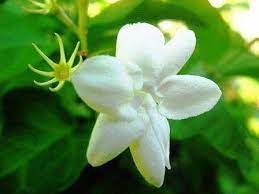 We did not find results for: Bunga Melati Lambang Kesucian Nan Sederhana Alamendah S Blog