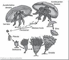 Siklus hidup aurelia aurita secara berurutan. Siklus Hidup Aurelia Aurita Secara Berurutan Adalah Masnurul