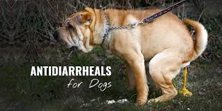 Antidiarrheals For Dogs Best Otc Prescription Drugs To