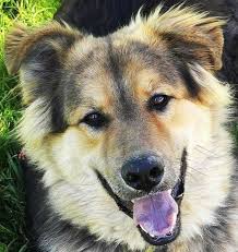 Price for a puppy you can pay from us$400 to us$3,000 for a. 14 Great Pyrenees Mixed Breeds Massive Majestic Mixes