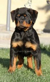 Rotty Rottweiler Puppy Puppies Dogs Dog Pup Photography Rottie Rottweiler Puppies Dogs Dog Breeds