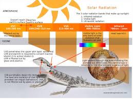 Simplifying Bearded Dragon Heating Lighting Setup Bearded dragon heating and lighting setup, setup mistakes, temperature cycles for day and night, winter and summer metal halide lamps.
