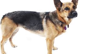 Unser Hund Leckt Unserem Kind Das Gesicht Ab Was Bedeutet Das Qualipet Blog Rund Um Tiere Tierzubehor
