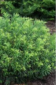 Buy Duke Gardens Dwarf Japanese Plum Yew Cephalotaxus Free Shipping Plants For Sale Online From Wilson Br Japanese Plum Plants For Sale Online Shade Plants