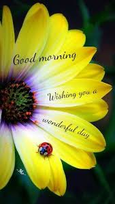 Good Morning Wishing You A Wonderful Day Flower Quote Yellow Flowers Beautiful Flowers Pretty Flowers