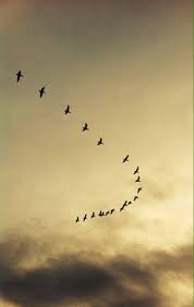 3 By Reading The Lists Of Themes You Understand How Different Their Society Is Compaired To Ours It Also Reve Birds Flying Flying Bird Tattoo Birds In Flight