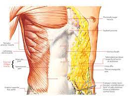 In an earlier blog, we looked at how to study anatomy. Easy Notes On External Oblique Learn In Just 4 Minutes Earth S Lab