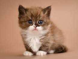 Check spelling or type a new query. Munchkin Cat 101 Ultimate Guide Faqs Thegoodypet