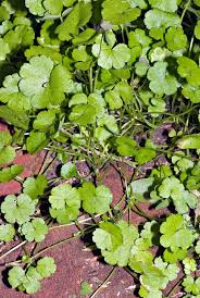 Image result for Hydrocotyle
