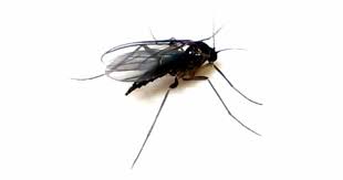 Cannabis fungus gnat cheat sheet. How To Get Rid Of Gnats In Your Home Housewife How Tos