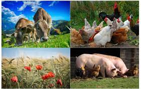 Twin falls livestock is open and ready to help you merchandise your livestock: Livestock And Agricultural Research With Ptr Ms