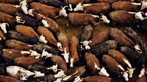 Shelters annually has declined from approximately 2.6 million in 2011. How Many Animals Are Killed Each Year