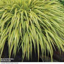 Image result for hakonechloa macra nicolas