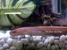 How To Take Care Of A Freshwater Moray Eel Gymnothorax Tile Moray Eel Fresh Water Fish Care