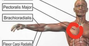Schmerz In Brust Schulterbereich Gesundheit Und Medizin Schmerzen Muskeln