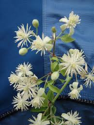 Clematis vitalba (also known as old man's beard and traveller's joy) is a shrub of the family ranunculaceae. Old Man S Beard Identification And Control Clematis Vitalba King County