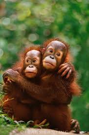 011212 02 Frans Lanting Stock Orangoetan Schattige Dieren Dieren