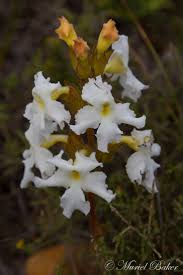 Image result for Harveya