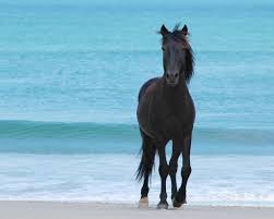 Outer banks wild horses receive a lot of popularity, and one of the best ways to see them is by participating in a wild horse tour. Outer Banks Wild Horses To Have Dna Tests To Find Lineage Raleigh News Observer