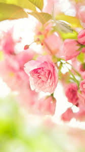 Filter by device filter by resolution. Spring Season Mobile Wallpaper Hd Best Hd Wallpapers Spring Wallpaper Mobile Wallpaper Cute Wallpaper For Phone