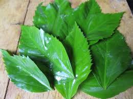 Banyak kebaikannya untuk rambut kita. 25 Manfaat Daun Bunga Sepatu Yang Baik Untuk Kesehatan Dan Kecantikan Fumy Herbal Alam