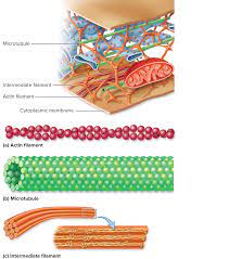 Cytoskeleton Cell Biology Biology Notes Human Body Anatomy