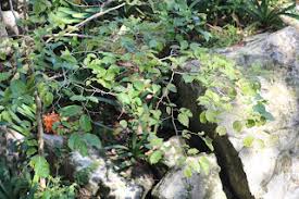 Image result for Homalium dentatum